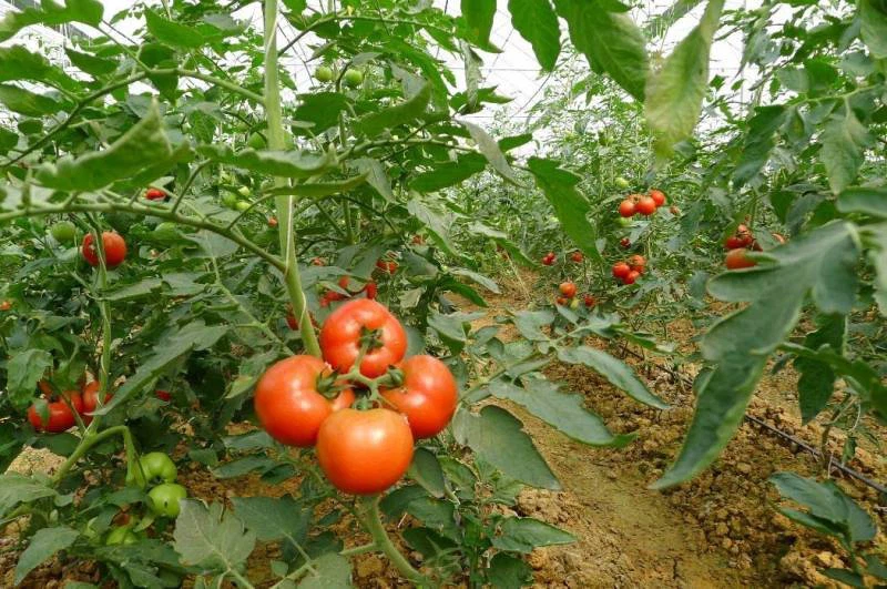 tomato-irrigation-system